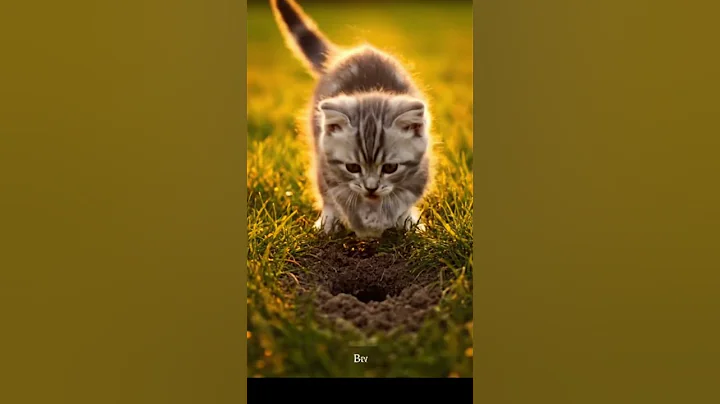 Watch the video about 🎬🐾 Epic Paw Strikes, Zero Hits 🌿 Tiny Hunter at Sunset #shorts #cat #animals #funny