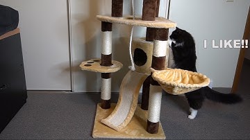 Favorite Cat Activity Tree Unboxing and Review