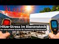 Weiße Bienenbeuten gegen Hitzestress? Messungen zeigen, was Farbe wirklich bringt!