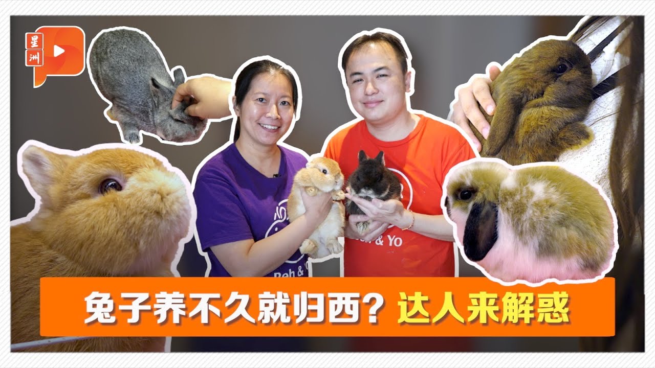 🐰兔年看兔🐰！超软萌宠物兔可爱暴击 💗 养对可活十几年！