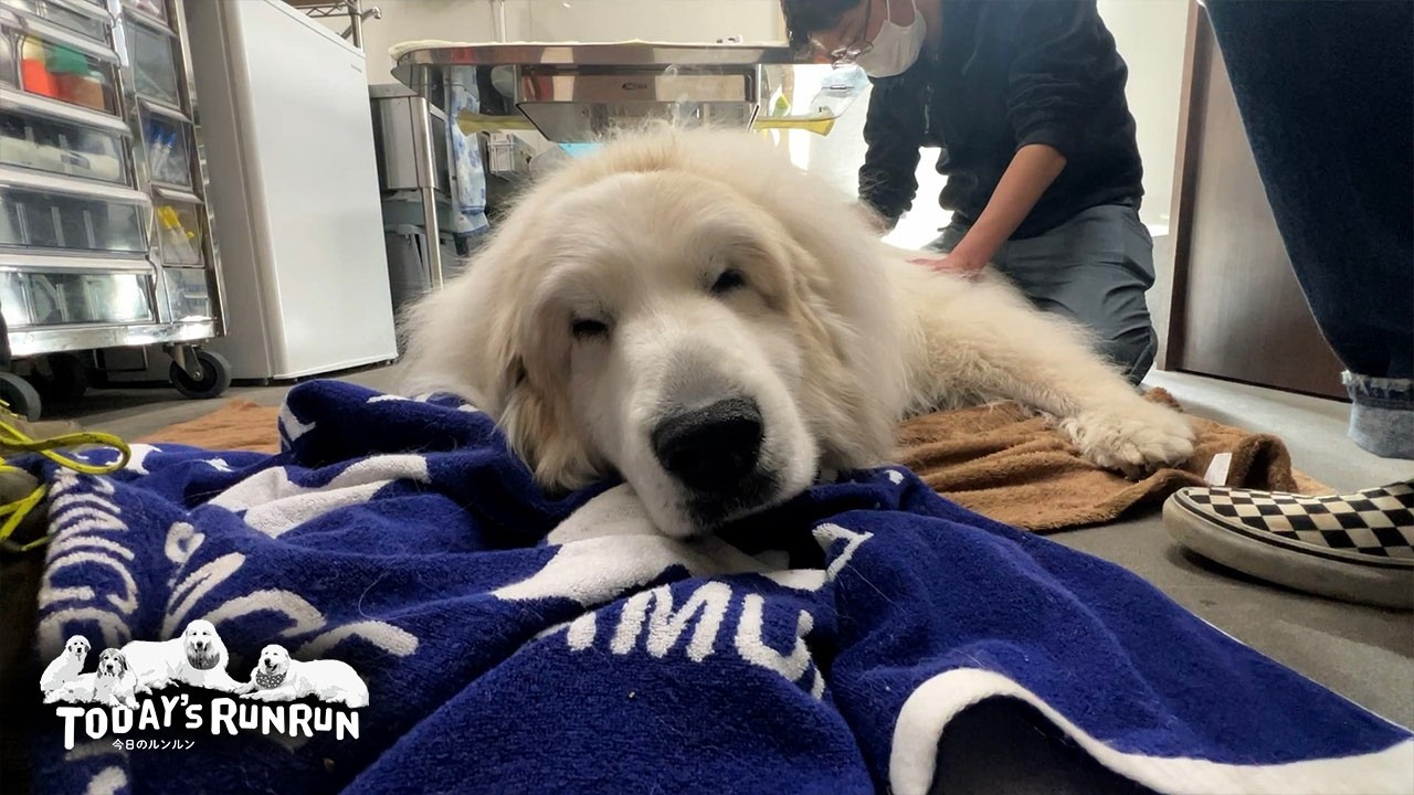 どんぐり病院さんで全身の疲れをほぐしてもらったアランです　Great Pyrenees　グレートピレニーズ