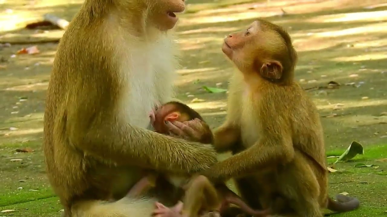 Sarika” the Mother Monkey Gets Angry and Hits Her Baby! 😢