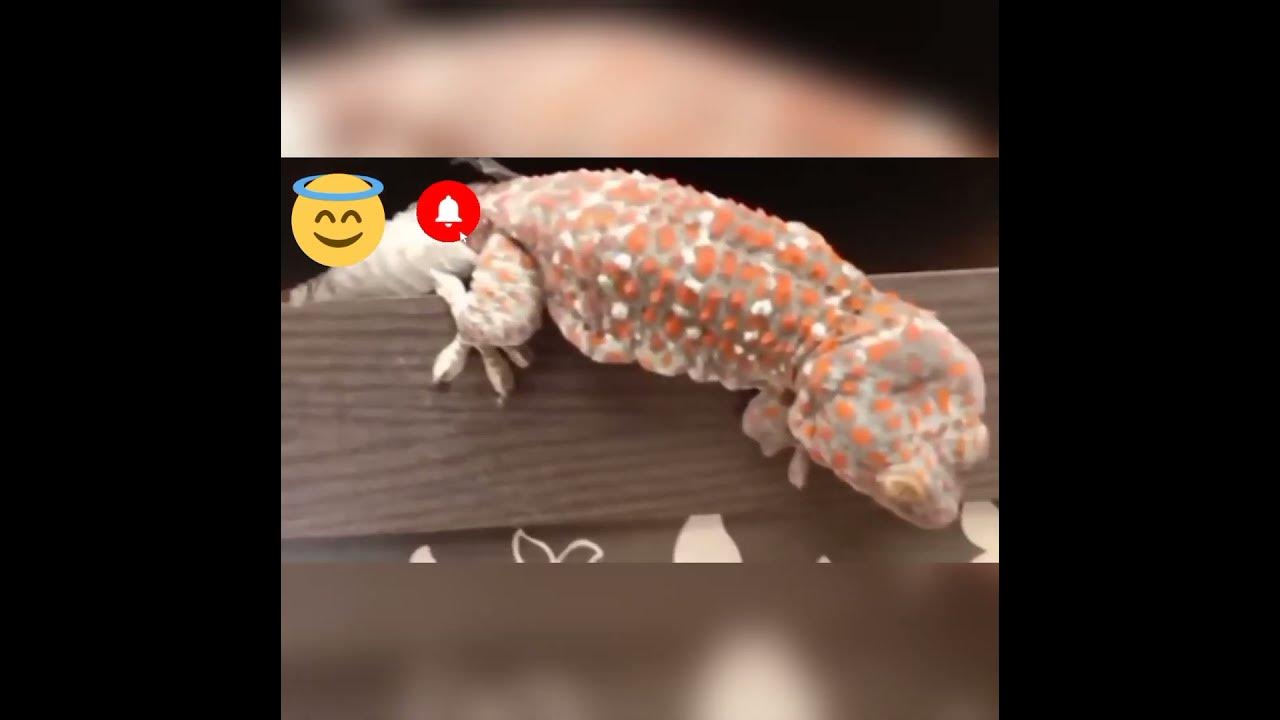 the-biggest-gecko-in-the-world-youtube
