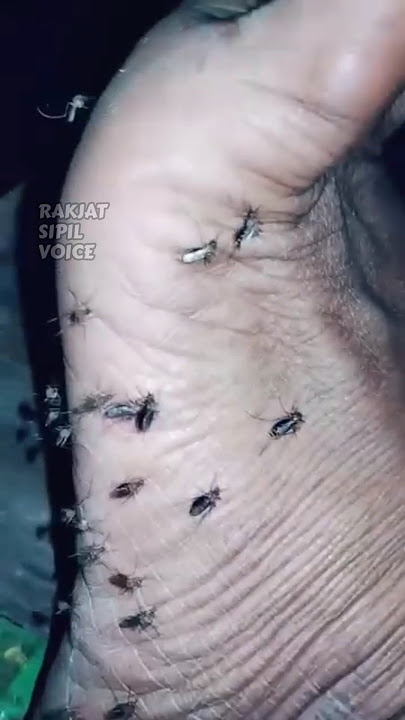 Alasan kenapa kamu sering digigit nyamuk !!