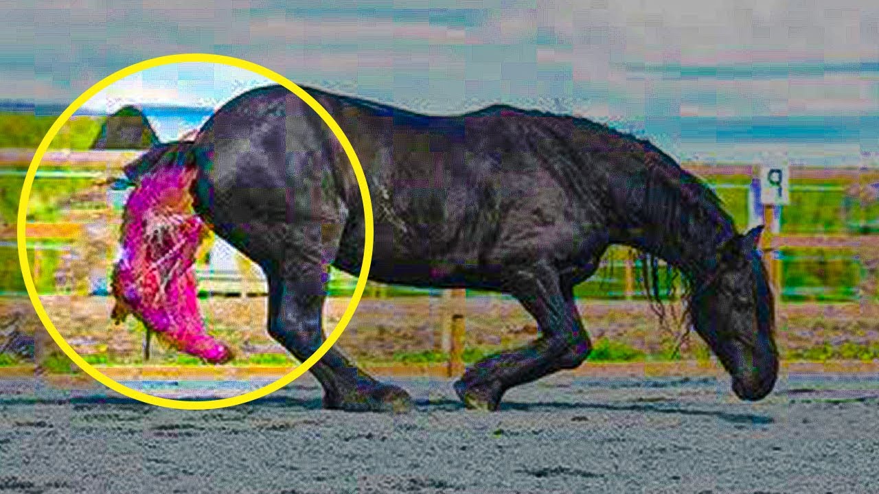 4 Days After This Horse Gave Birth To Rare Twins The Footage Of Her