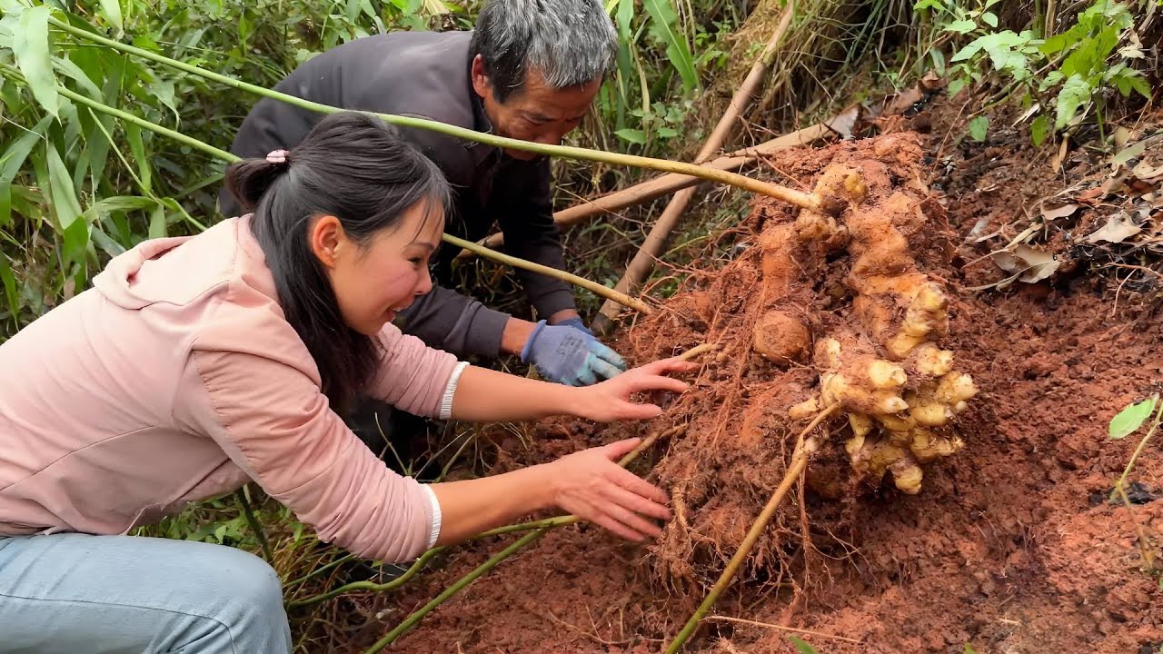 美女花钱收30多年的老黄精~堪比人腰那么粗！【文杰吖】