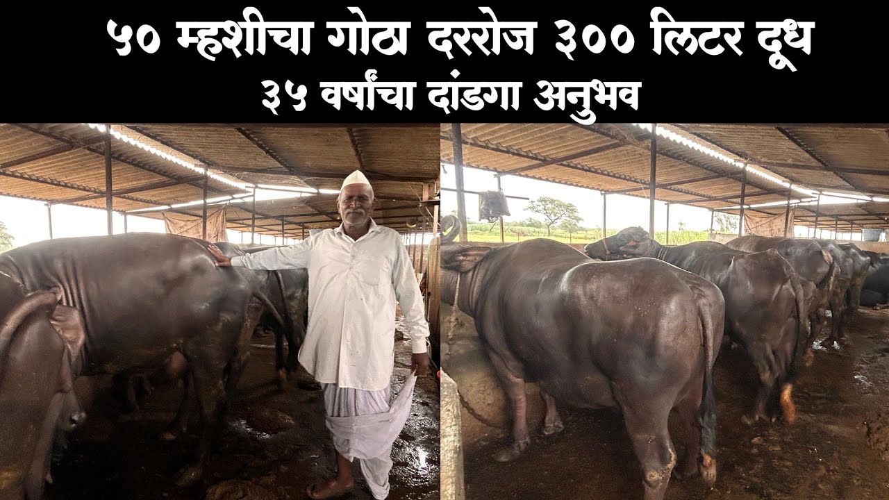 50 म्हशीचा गोठा दररोज 300 लिटर दूध || दूग्ध व्यवसायाचा 35 वर्षांचा अनुभव #buffalo_dairy_farm