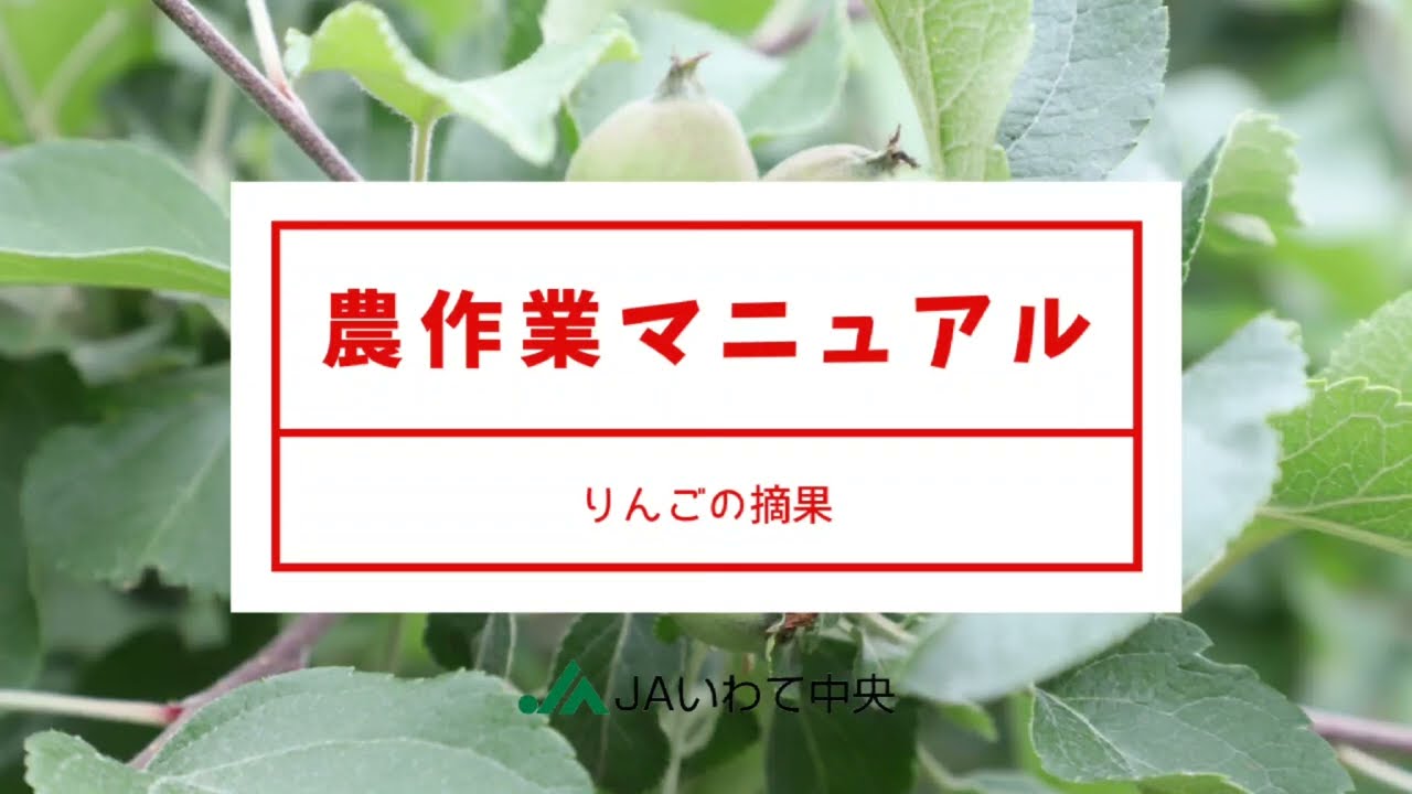 農作業マニュアル】リンゴの摘果 - YouTube