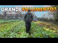 Ho BUTTATO il 10% degli ORTAGGI