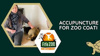 Talking Tortoise TV | STV Report on 'World First' as Ebony the Coat Receives Acupuncture at Fife Zoo