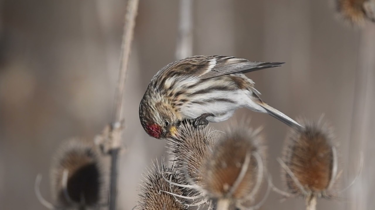 Common Redpoll foraging in Teasel