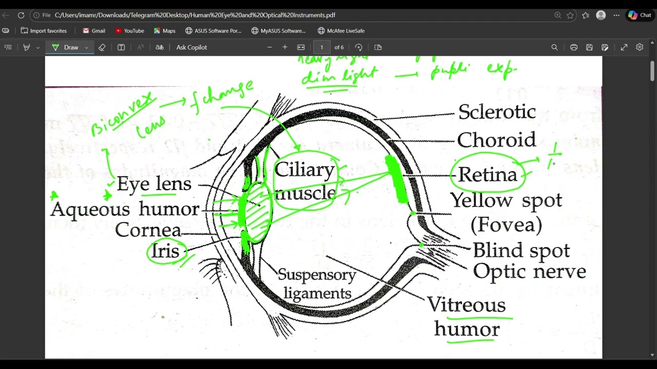 Human Eye Lecture