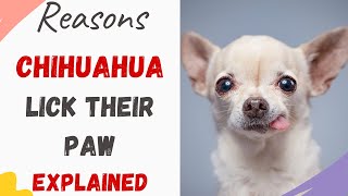Why Do Chihuahuas Lick their Paws? (Explained with Reasons)
