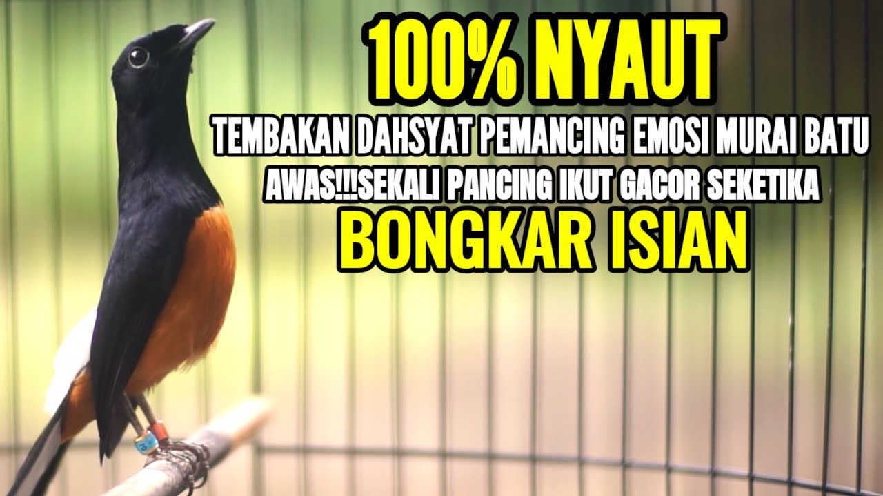 LANGSUNG GACOR IKUT BONGKAR ISIAN DENGAN TEMBAKAN DAHSYAT MURAI BATU INI 100% AMPUH