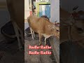 jai shree krishna 🙏#radheradhe #radhakrishna #shortvideo #@astroiddestroyer-r6x