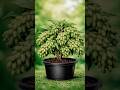 How To Growing Cardamom at Home In A Pot!Tha Secret Method Nobody Tell you!#short#viral#tranding
