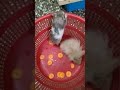 Hamster Sales Contact Number 8124194918 
