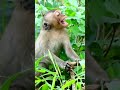 Hard life of baby monkey that mother and father making love for one more baby shorts