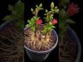 Make seedlings by cutting branches of the Jawa tree with a pair of scissors through the cockpit