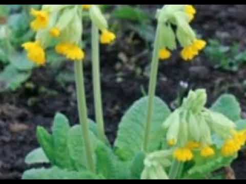 Video: Cila është lulja e Gjeorgjisë?