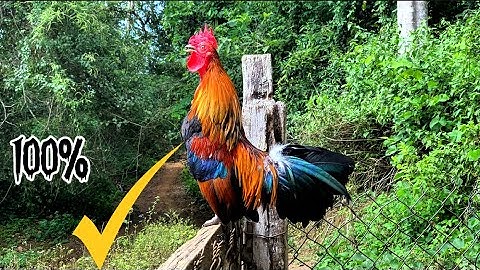 Tiếng gà rừng gáy chuẩn 💯✔✔✔ | Suab lau qaib qus qua zoo tiag tiag ✔♥