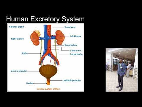 Introduction Excretory system - YouTube