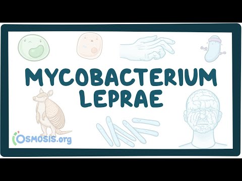 Mycobacterium leprae - an Osmosis Preview