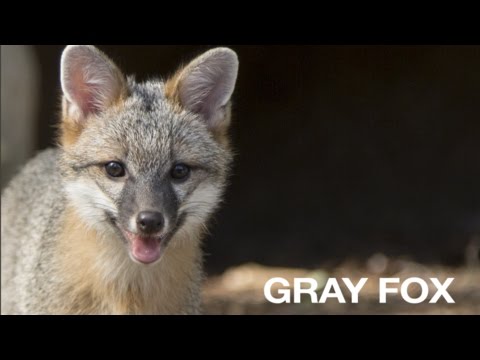 Creature Feature: Gray Fox