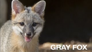 Creature Feature: Gray Fox