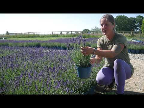וִידֵאוֹ: What Is Lavender Hidcote: למד כיצד לגדל Hidcote לבנדר בגנים