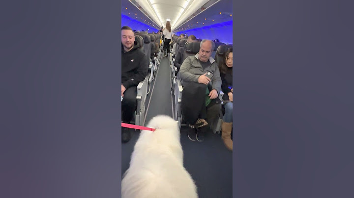 Samoyed Dog Makes Friends on a Plane While Travelling with Owner