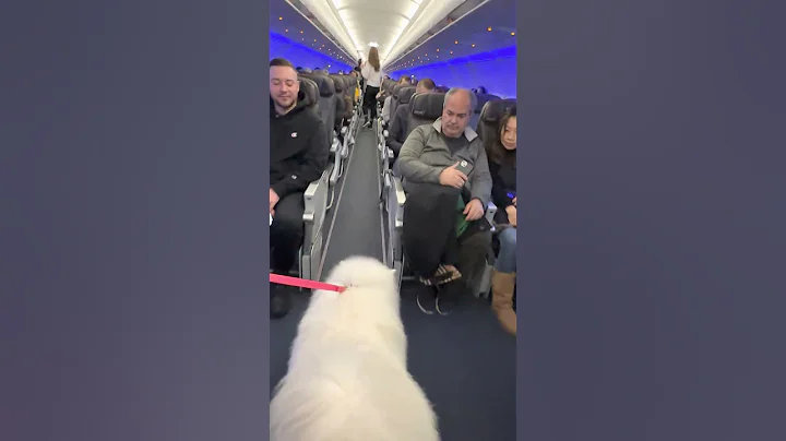 Samoyed Dog Makes Friends on a Plane While Travelling with Owner - DayDayNews