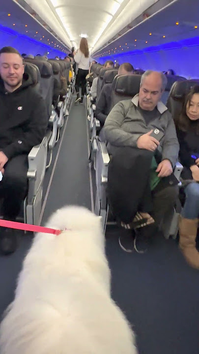 Samoyed Dog Makes Friends on a Plane While Travelling with Owner