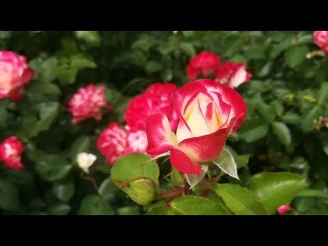 Video: Amazing floribunda sawv: cog thiab saib xyuas