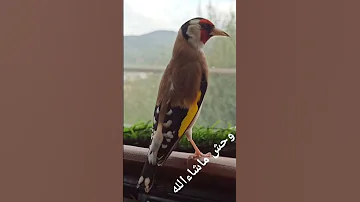 مقنين وحش ماشاء الله تبارك الرحمن 