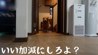 飼い主に怒られるギリギリのラインを攻めてくるゴールデンレトリバーベンツ。