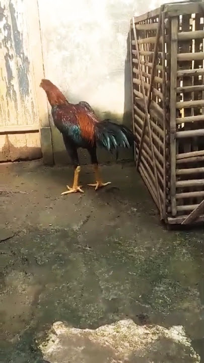 5 🅱🆄🅻🅰🅽 🆃🆄🆁🆄🅽 🅱🅾🆇 #ayambangkokimport #ayam #ayamberkualitas #roosterfarm #aseelmurga