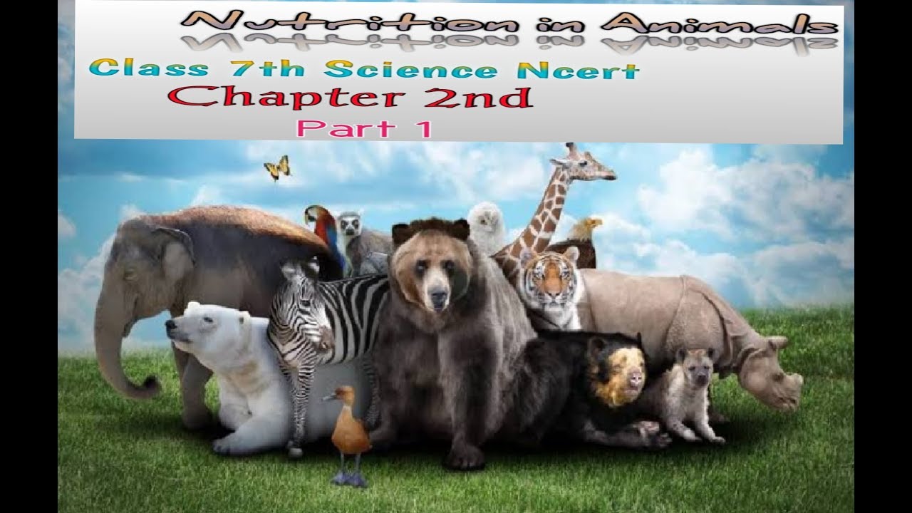 Nutrition in Animals.. Science Ncert Part 1st - YouTube