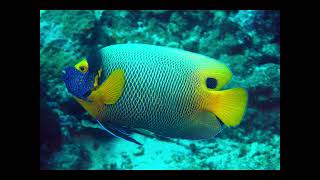 Yap Diving April 2026