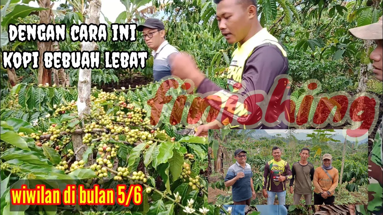 Perapihan/wiwilan finishing di bulan 5-6 kopi robusta Oleh Anjar wana//petani lampung barat