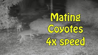 12 31 2022 Mating Coyotes 4X