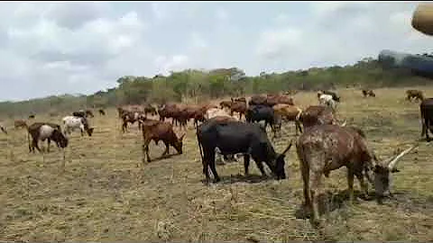 LUDIMA MASANJA MAGWASHI MSAMBAZAJI LUDIMA TV 2025 