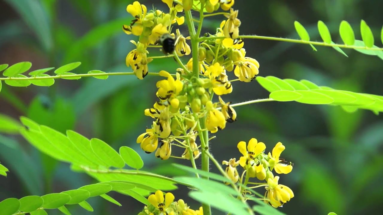 Wild Senna - Bumblebee Collecting Pollen of Flower / Tea Pursuit