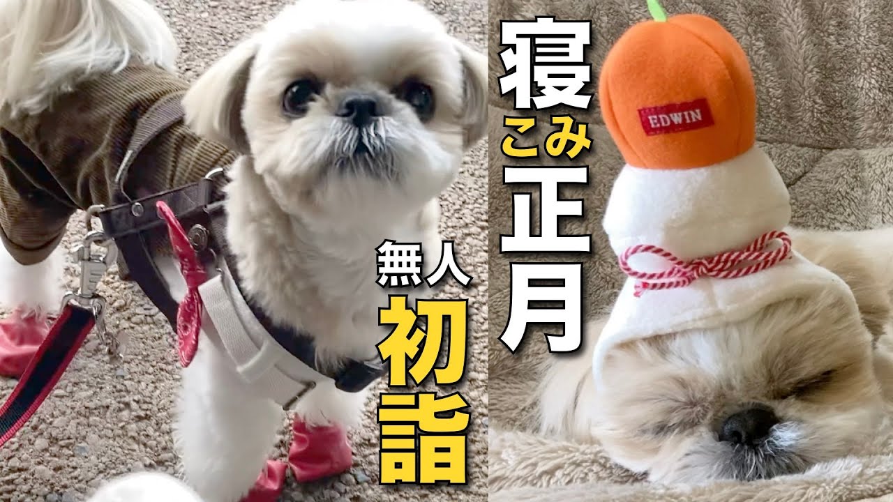 トラとシーズーお正月飾り