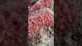 Baby Crabs Morph into Air Breathers