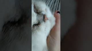 Snowball Enjoying Tickles