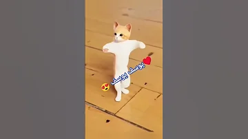 يوسف يوسف الحلو يوسف Cat Catlover 