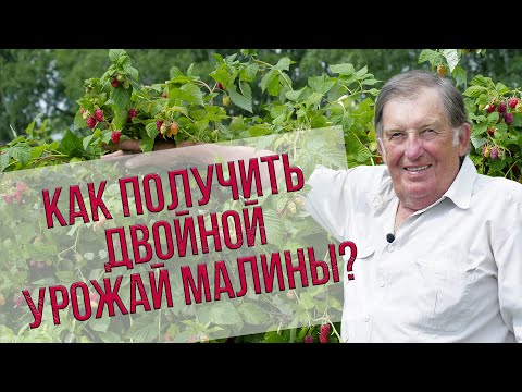 Как получить двойной урожай малины без хлопот?