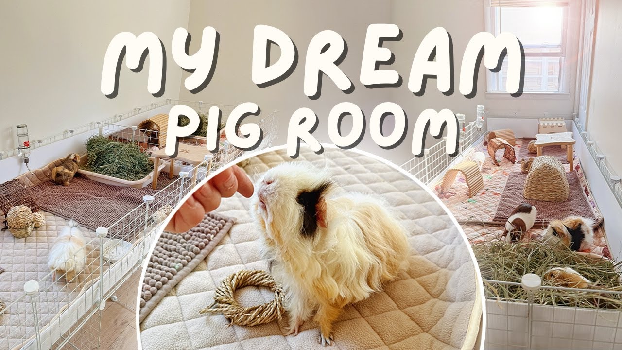 The NEW Guinea Pig Room | moving, new cages, & tour