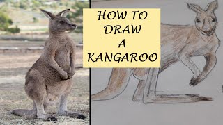 How To Draw A Kangaroo Easy   Step By Step Tutorial for Beginners